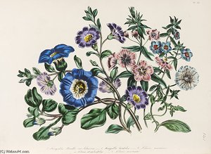 The Ladies' Flower-garden Of Ornamental Annuals - — Jane Loudon