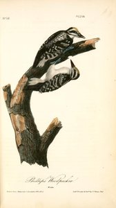Phillips Woodpecker. Males — John James Audubon