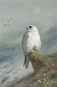 A Greenland Falcon — Archibald Thorburn
