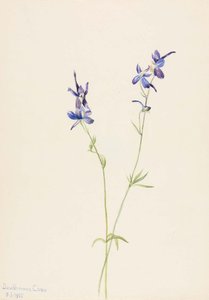 Blue Larkspur (delphinium Nuttallianum) — Mary Vaux Walcott, Botanical Illustration