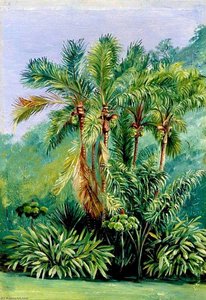 Group Of Small Palms, Rio Janeiro, Brazil — Marianne North