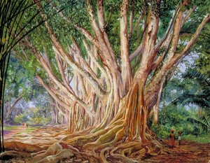 Avenue Of Indian Rubber Trees At Peradeniya, Ceylon — Marianne North