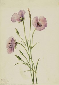 Lilac Mariposa (calochortus Splendens) — Mary Vaux Walcott, Botanical Illustration