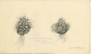 Cereus triglochidiatus, No. 15