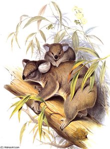 Koala — John Gould