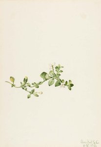 Trailing Houstonia (houstonia Procumbens) — Mary Morris Vaux Walcott