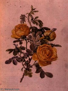 Rosa Genus — Alfred Parsons, Academic Botanical Illustration