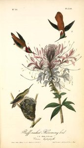 Ruff-necked Humming Bird. 1. 2. Males. 3. Female. (cleome Heptaphylla) — John James Audubon
