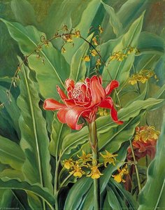 Foliage And Flowers Of A Madagascar Plant — Marianne North, Botanical Realism