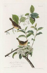 Maryland Yellow Throat — Robert Havell, Hudson River School