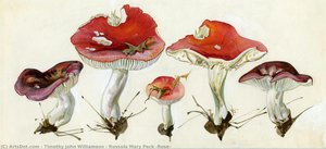 Russula Mary Peck (rose) — Timothy John Williamson