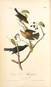Rusty Crow-blackbird. 1. Male. 2. Female. 3. Young. (black Haw) — John James Audubon