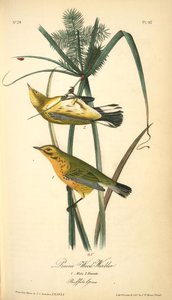 Prairie Wood-warbler. 1. Male. 2. Female. — John James Audubon