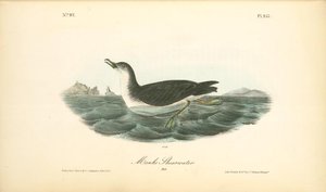 Manks Shearwater. Male — John James Audubon