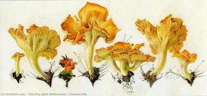 Chanterelle — Timothy John Williamson, Contemporary Realism