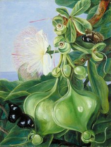 Flowers And Fruit Of Barringtonia, Borneo — Marianne North, Victorian Naturalism