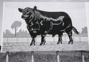 Cow Sign, From The Kansas Documentary Survey Project — Larry W Schwarm