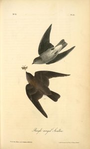 Rough-winged Swallow — John James Audubon