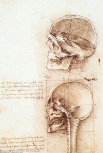 Studies Of Human Skull — Leonardo Da Vinci, Early Renaissance
