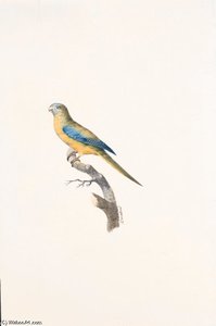 Neophema Pulchella