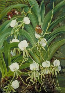 A Native Orchid And Butterflies, Mahé, Seychelles — Marianne North, Romantic Landscape