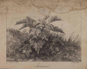 Stramonio — Eugenio Landesio