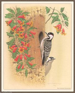 Red-cockaded Woodpecker — August Albert Zimmermann