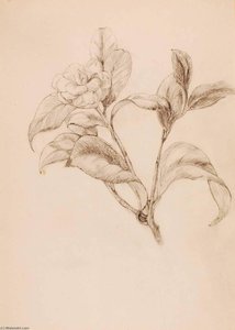 Gardenia