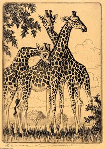 Nubian Giraffes — Benson B Moore