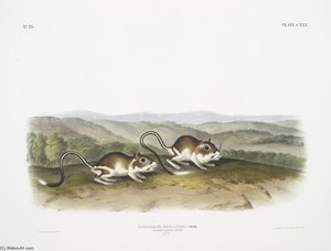 Dipodomys Phillipsii, Pouched Jerboa Mouse. Males. Natural Size — John James Audubon