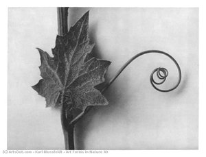 Art Forms in Nature 49