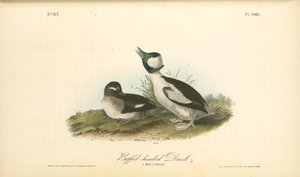 Buffel-headed Duck. 1. Male. 2. Female — John James Audubon