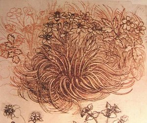 Drawing Of A Botanical Study — Leonardo Da Vinci, High Renaissance