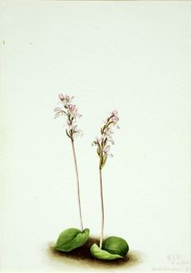 Roundleaf Orchis (orchis Rotundifolia) — Mary Vaux Walcott
