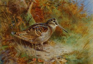 A Woodcock — Archibald Thorburn