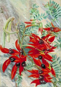 The Australian Parrot Flower — Marianne North
