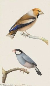 Gros-bec (coccothraustes Cocothraustes)