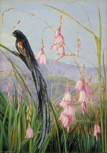 Pendulous Sparaxis And Long Tailed Finch In Van Staaden's Kloof — Marianne North