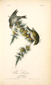 Pine Linnet. 1. Male. 2. Female. (black Larch) — John James Audubon