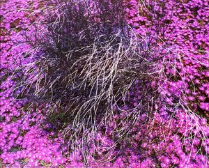 Untitled Purple Flowers, From The Series Marks On The Landscape — Kenda North