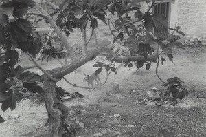 Carmela, Monte Lepre, Sicily — Thomas Roma