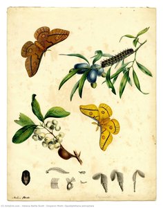 Emperor Moth, Opodiphthera astrophela