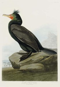 Double-crested Cormorant — Robert Havell