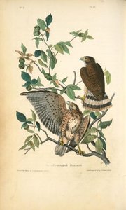 Broad-winged Buzzard — John James Audubon