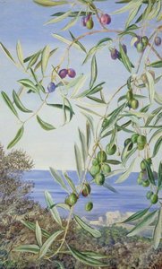 Study Of Olives, Painted In Italy — Marianne North
