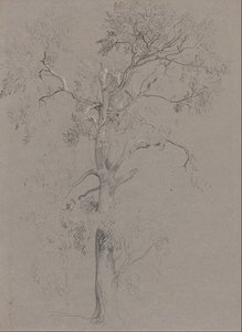 Ash Tree In Ashstead Park — Peter De Wint