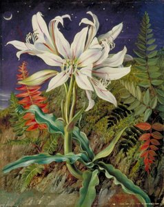 Night Flowering Lily And Ferns, Jamaica — Marianne North