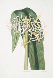 Crinum Declinatum — Robert Havell