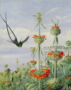 Leonotis Nepetaefolia And Doctor Humming Birds, Jamaica — Marianne North