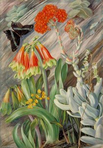 Red And Green Cyrtanthus, Crassula, And Orchids, South Africa — Marianne North